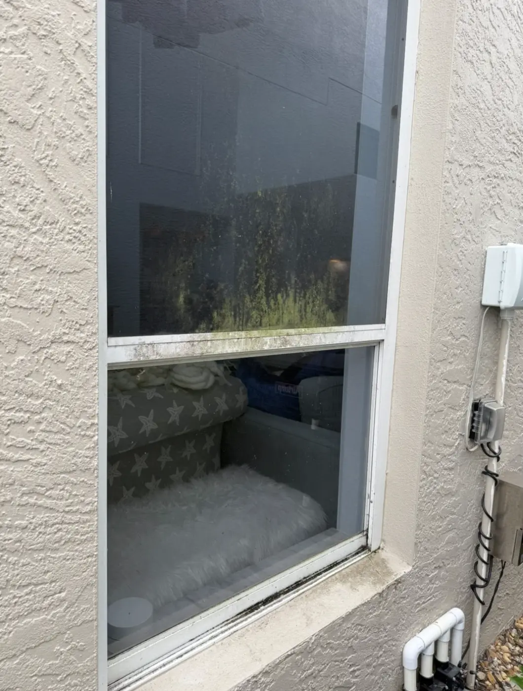 Window with green organic growth on the glass and a grimy meeting rail before cleaning